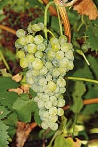 La Malvasia di Candia Aromatica