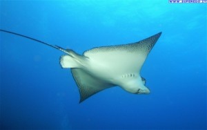 la razza è digeribile 