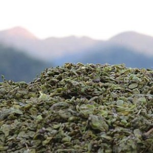 Le vinacce la materia prima della grappa