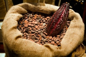 semi di cacao 